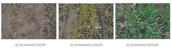 Cereal rye cover crop on 5/21/20, corresponding to the last termination date. Cereal rye biomass, height, and ground cover increased as termination was delayed